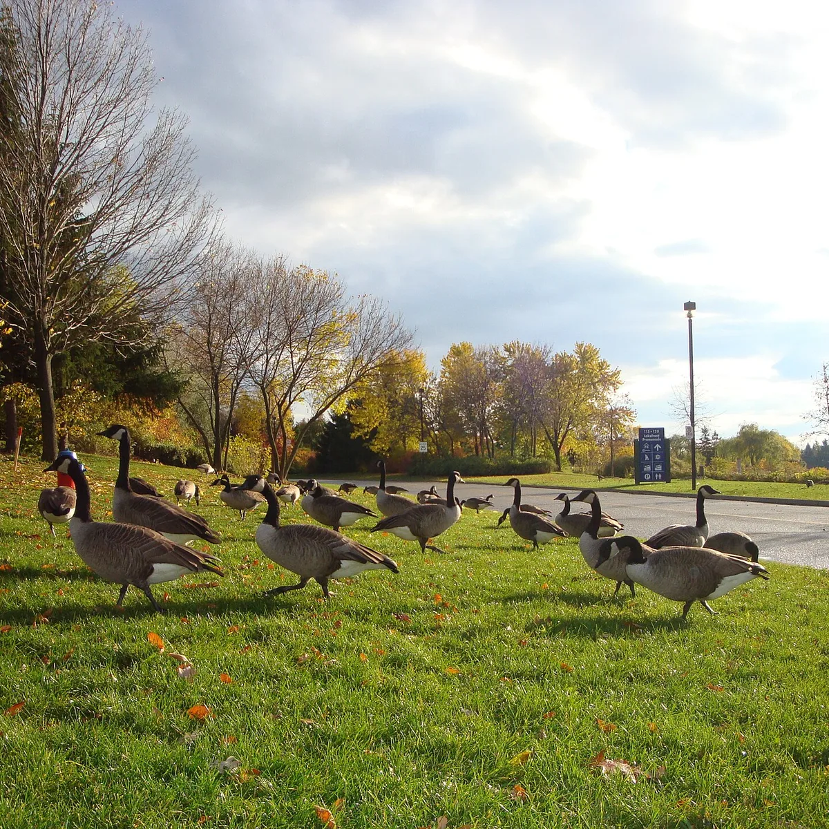 Canada geese and green space at a Mississauga waterfront park