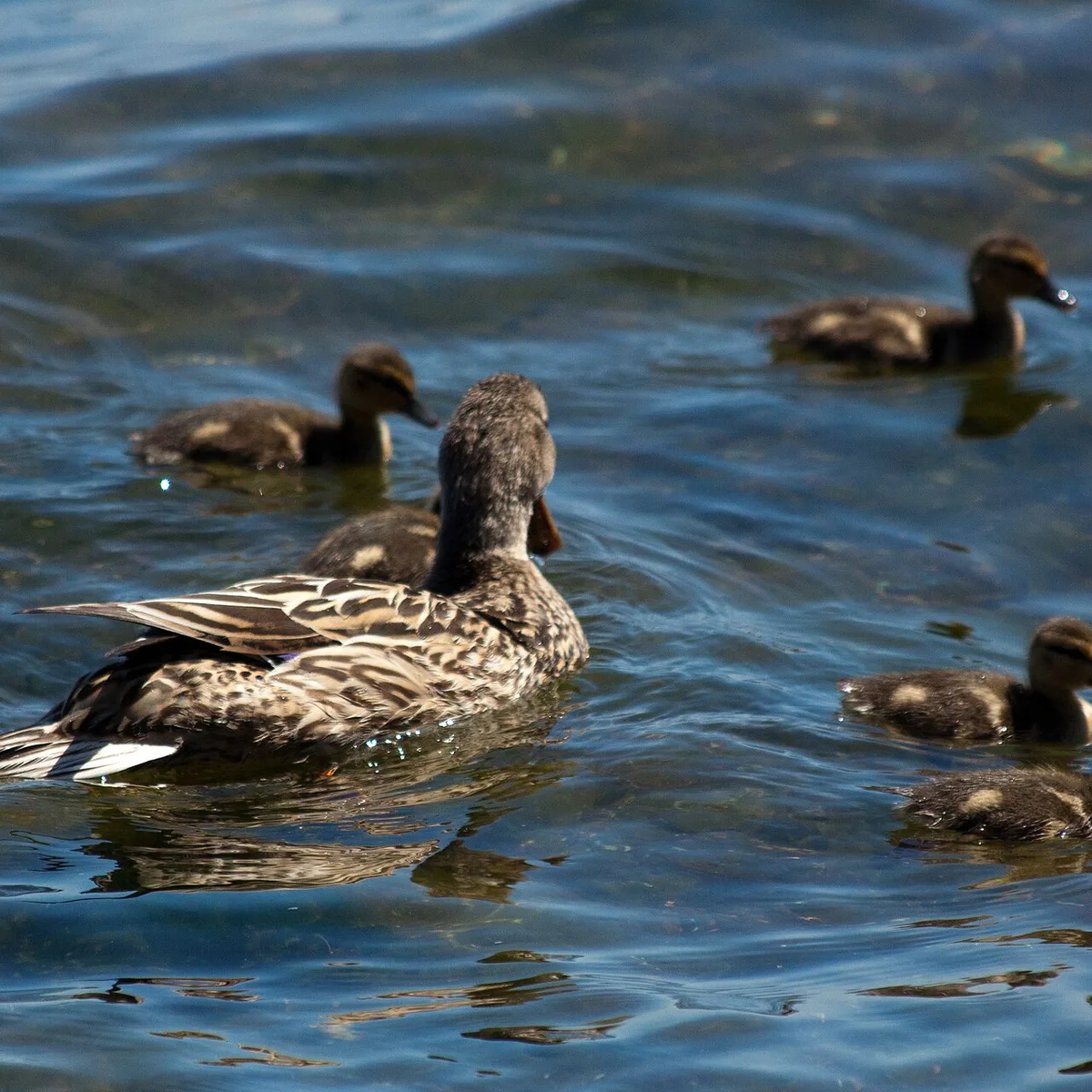 Ducks on the water at Gairloch Gardens in Morrison, Oakville
